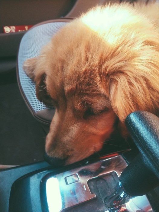 带出去玩，一点不兴奋吗？给我睡大觉！