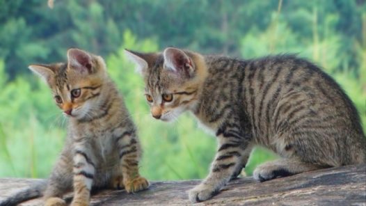 两只家养虎斑猫图片