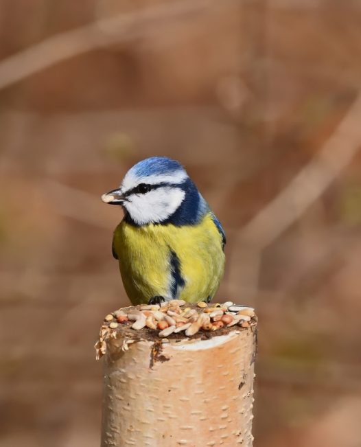 野生黄腹山雀摄影图片
