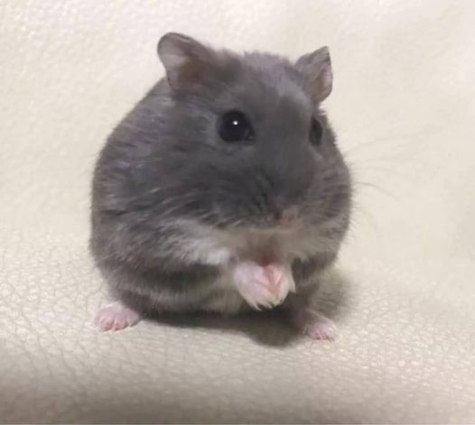 看起来很乖的小仓鼠,吃饭时竟然是这样的