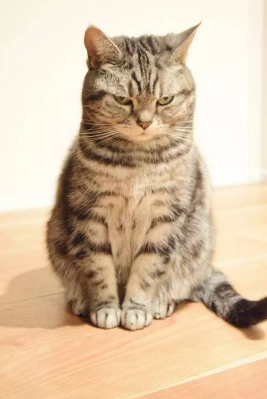 铲屎官天天被家里猫大爷用眼神质问：为什么上厕所不用猫砂？！