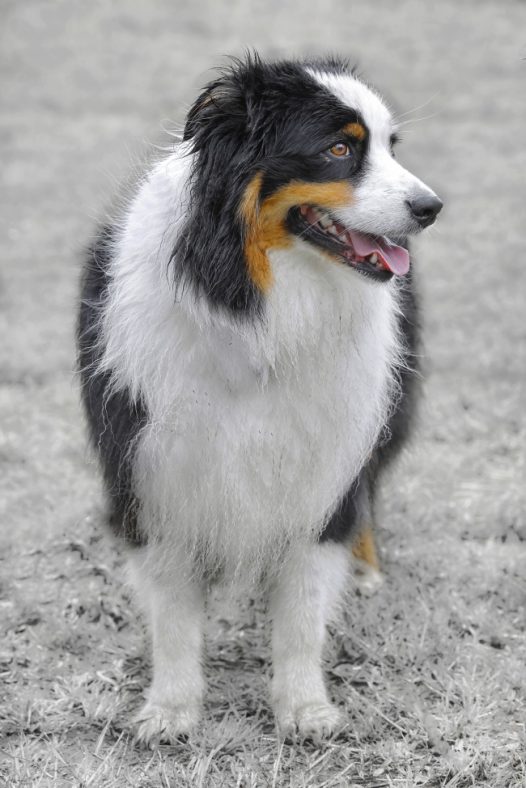 黑白宠物狗狗图片