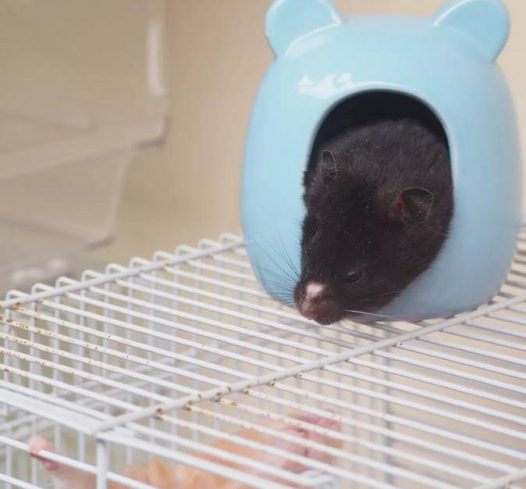 公的金丝熊真的比较懒，以前大花是这样，现在小牛也这样，虽然花色不同，但是都是整天都不愿意动的懒蛋蛋。