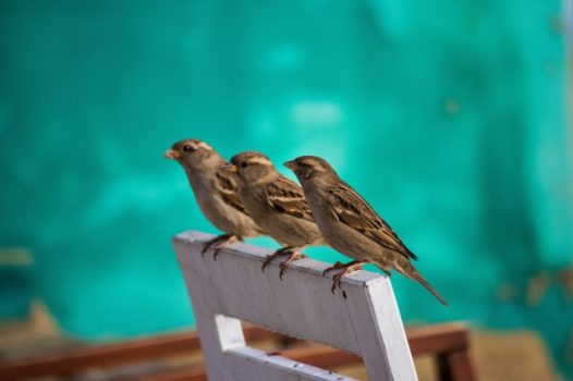 三只小鸟摄影图片