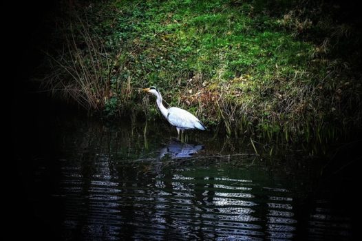 站在河边捉鱼的大白鹭摄影图片