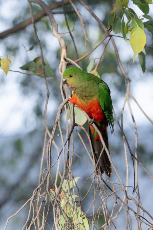 澳大利亚国王鹦鹉摄影图片