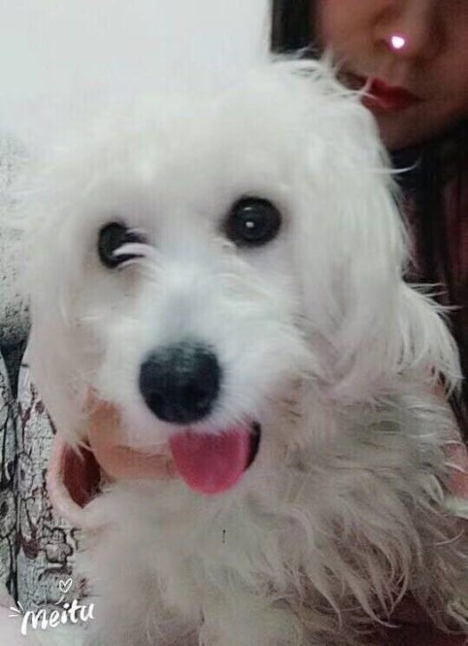 捡的流浪狗 皮肤病推毛了 感觉像换了个狗子