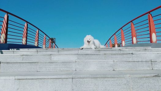 (萨摩耶)主要是赞美蓝天至于狗你们喜欢就好