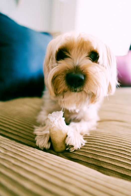 一只可爱的白色长毛小狗图片