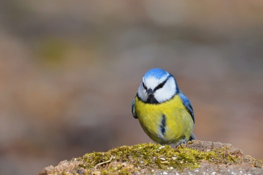 野生黄腹蓝冠山雀摄影图片