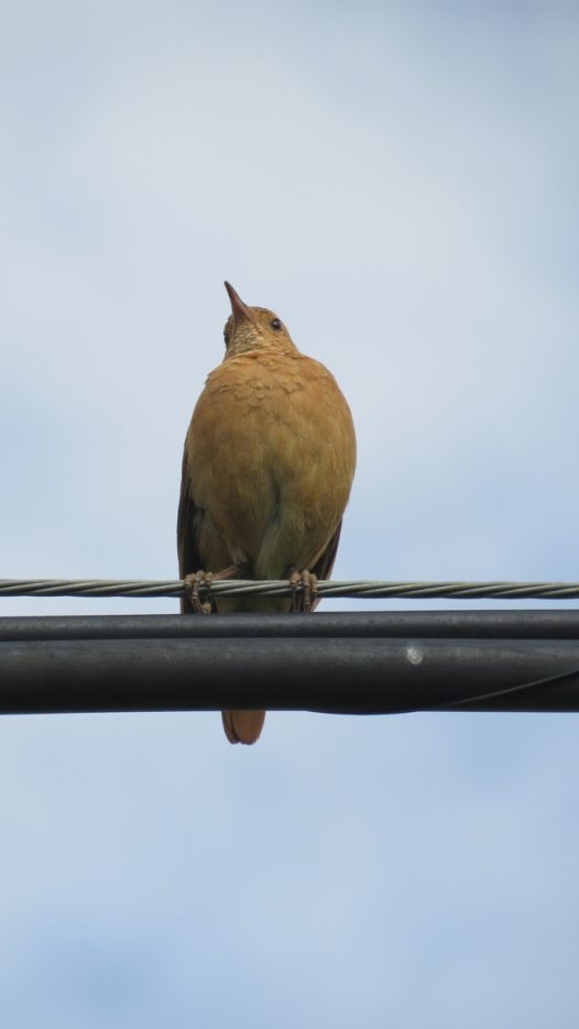 野生珠颈斑鸠图片