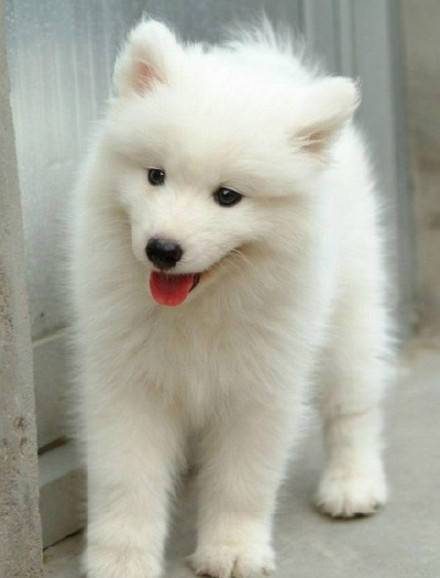 汪星人萨摩耶犬