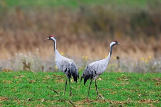 两只灰色白头鹤图片
