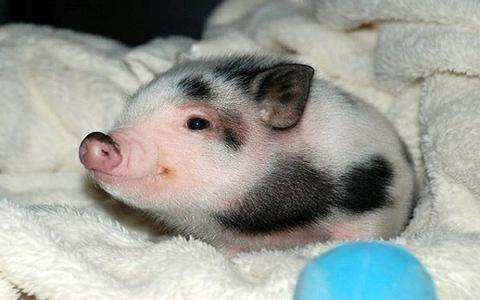 纯种小香猪不是大肥猪