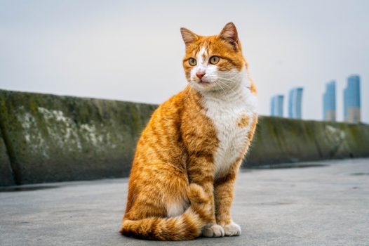 高清可爱小花猫图片
