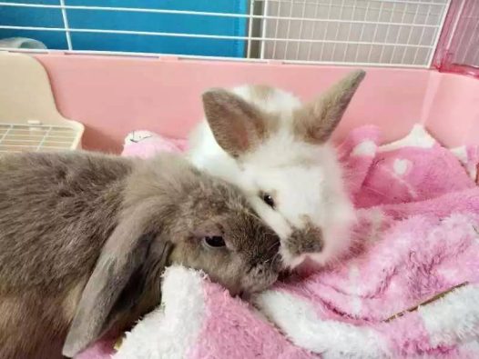 这对兔兔兄弟，不是亲兄弟，