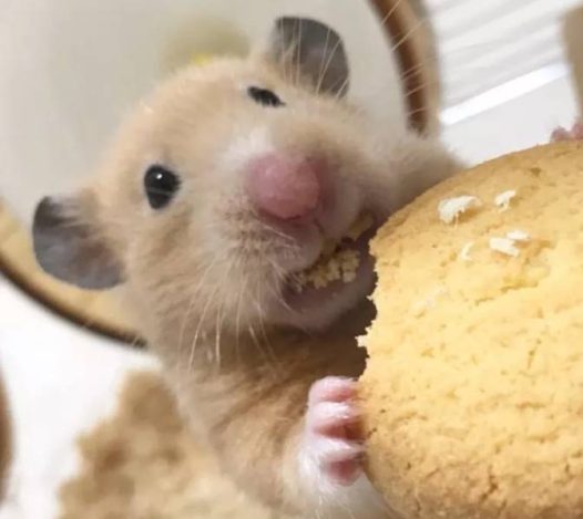 金丝熊是仓鼠表情大全