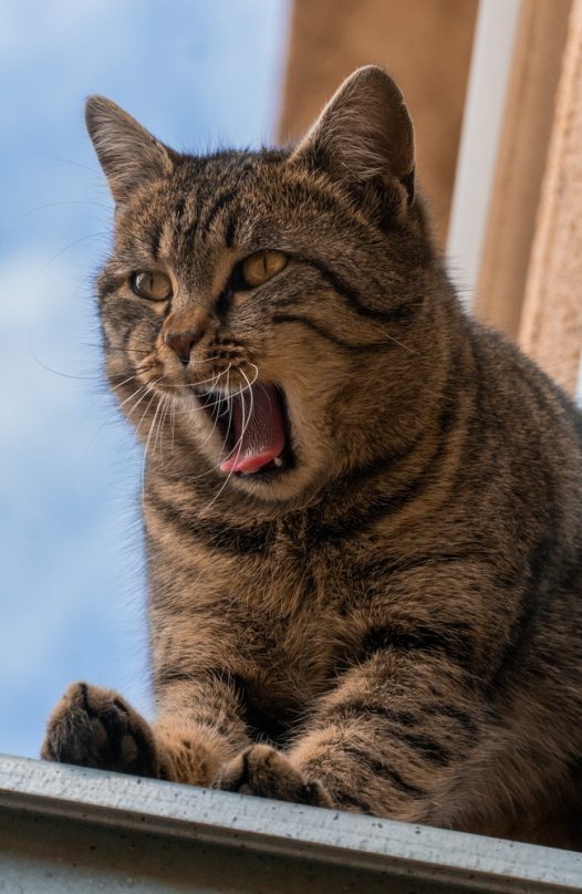 站在高处张牙舞爪的肥猫图片