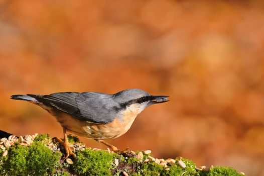 野生五十雀摄影图片