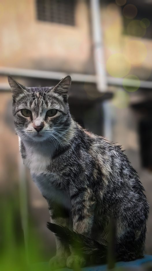 破房子前站立的狸花猫图片