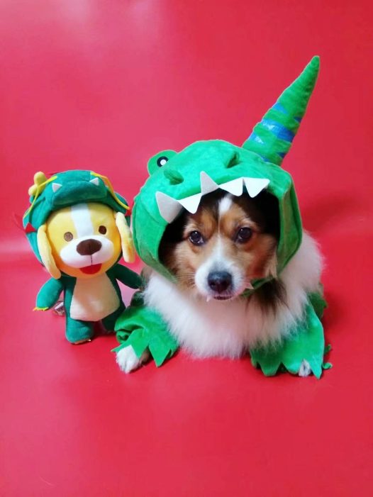 得得变身小恐龙,和闻闻小恐龙来一个亲密合影。闻闻们觉得谁更可爱呢,是我家得得还是闻闻小恐龙呢,快来点评一下吧