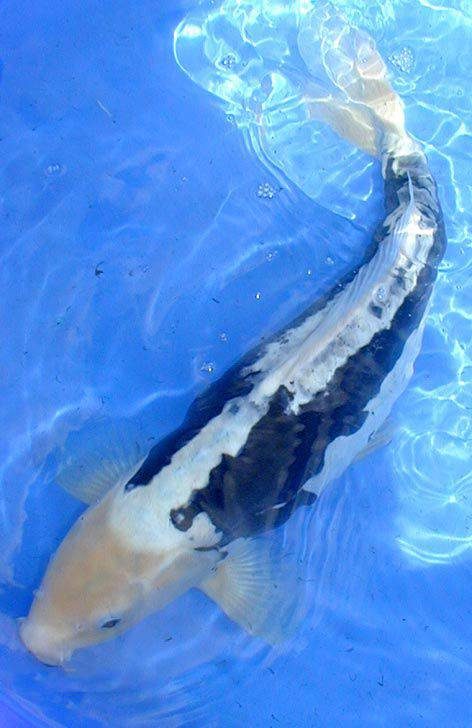 九纹龙锦鲤图片