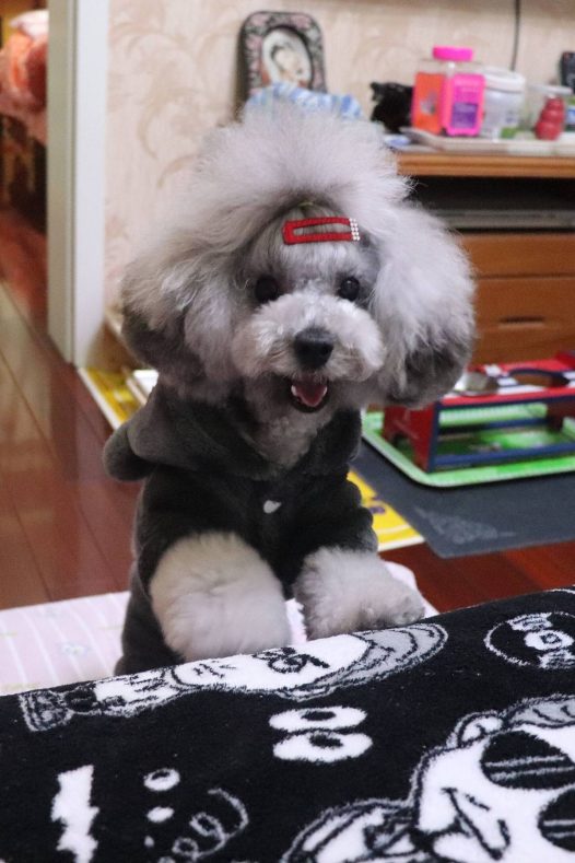 嘿嘿今天刚洗完澡浑身香喷喷的来个自拍,拍照全程笑的不要不要的哈哈,其实事实上吵着玩玩具还要让我丢它捡,然后就这样丢捡丢捡N多次之后就不停的笑了哈哈