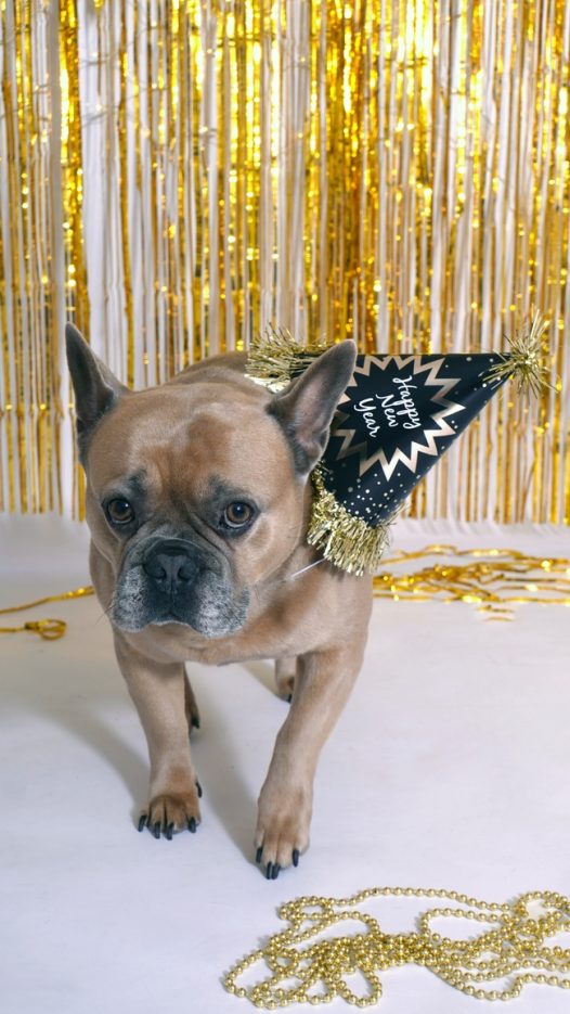 戴着庆祝帽子的法国斗牛犬图片