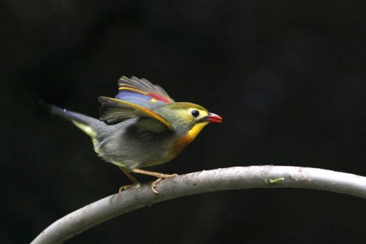 红嘴相思鸟羽衣华丽