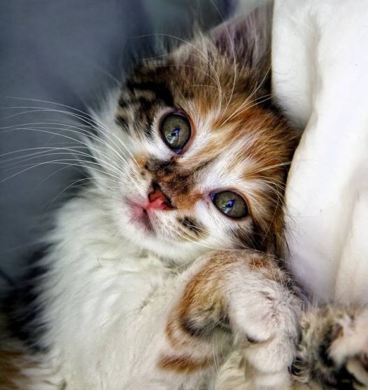 猫的眼睛