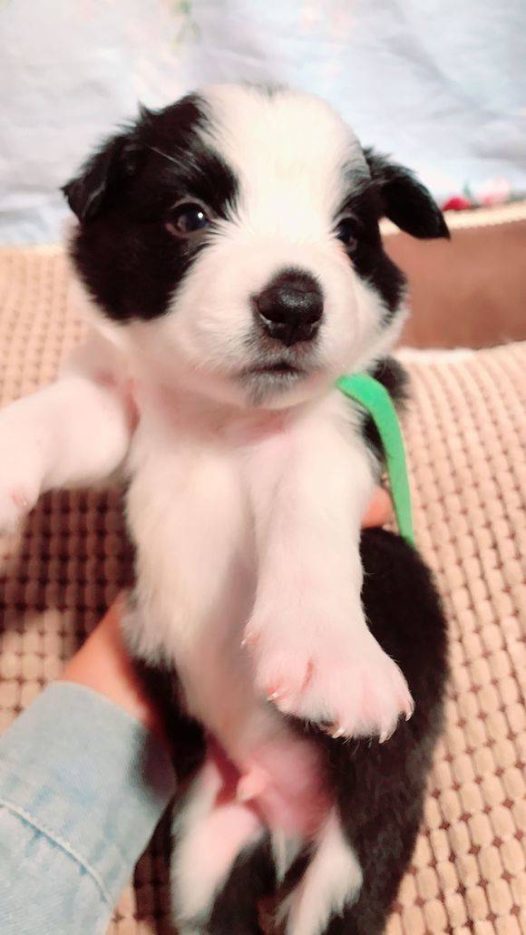 聪明可爱的小边牧犬