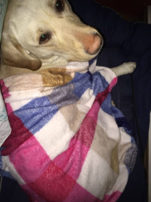 昨天早上起床看到拉布拉多在窝里瑟瑟发抖！真是心痛死我了！天冷就这样睡确实冷。好吧，昨晚开始准备整个冬天就把你的窝挪进我房间挨着我的床吧！