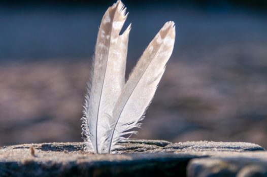 白色羽毛笔直地立在石头上图片