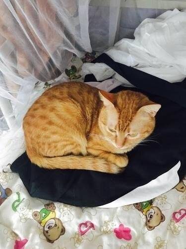 中华田园猫,也一样可以萌