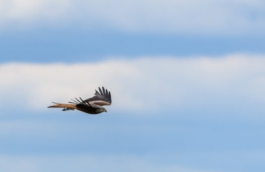野生黑耳鸢高空飞翔摄影图片