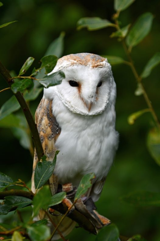 野生白腹草鸮猫头鹰摄影图片
