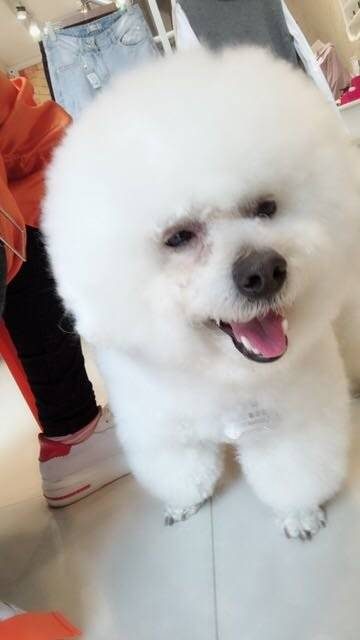 比熊臭美，照镜子不喜欢新发型一天没搭理我