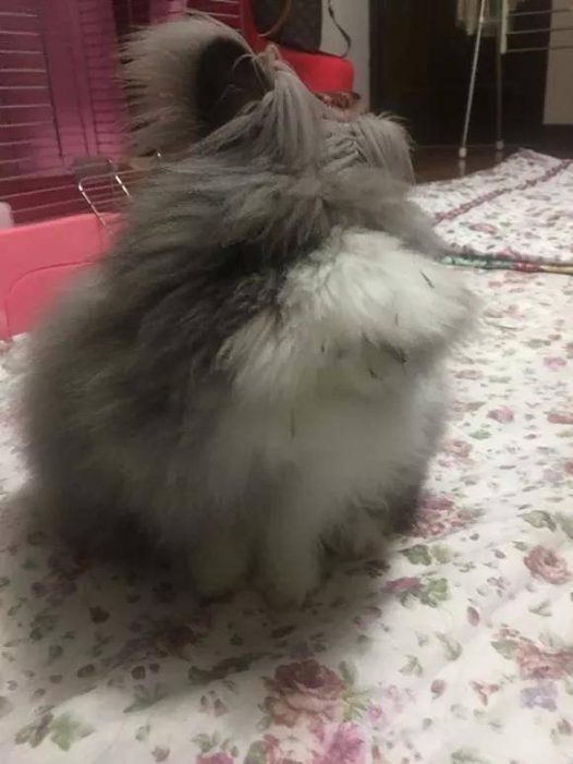 香葱小可爱又半夜陪我看球真热闹开心