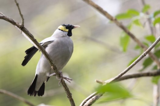 站在树枝上的黑头蜡嘴雀图片