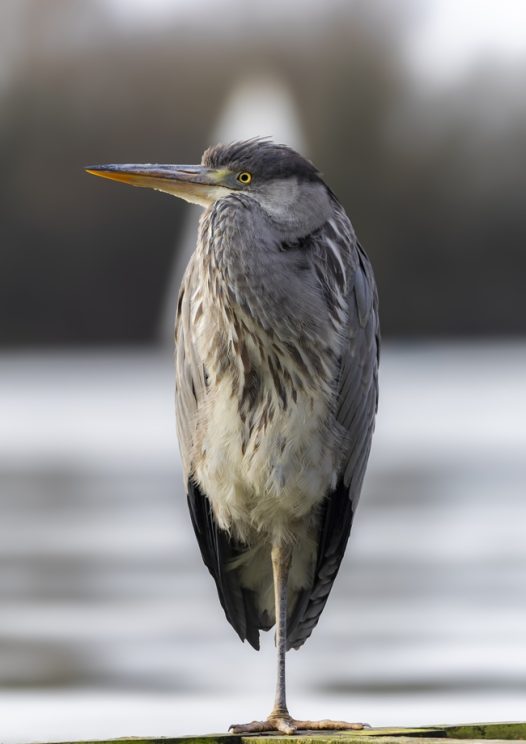单脚站立的野生苍鹭摄影图片