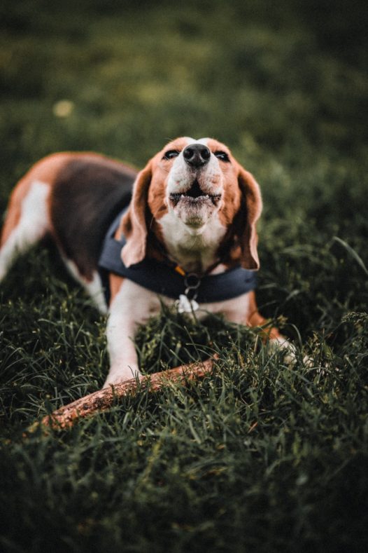 草地休息的小狗图片