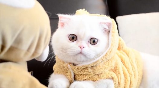 小肥猫图片
