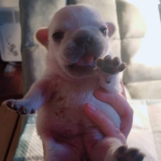 法国斗牛犬妹妹小可爱哦