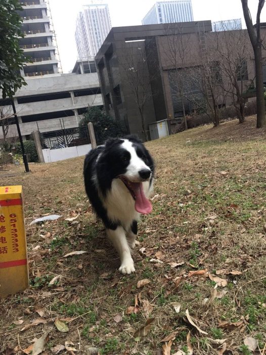 甩膘行动开启模式中…… 最近刚知晓，四十五斤的边牧，的确太胖了，宠娃的后麻，总觉得我们是边牧体型比较大的，看起来一点都不胖嘛！所以边友们旁敲侧击说米拉胖，麻麻都置若罔闻。 这几天亲爸亲麻来看米拉，才知道米拉同胞的兄弟姐妹，都不到四十斤，好在三岁正值壮年的米拉热爱运动，累成这个狗样，还是兴趣不减，运动很开心运动很快乐
