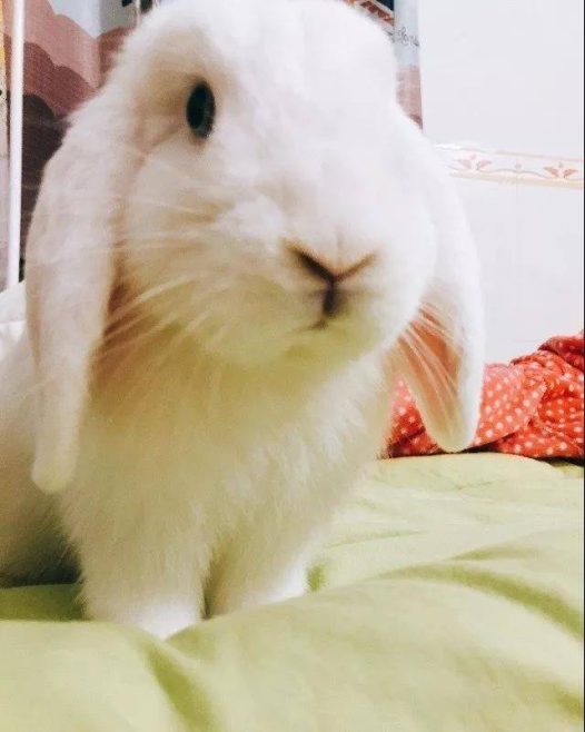 岁月真是一把杀猪刀,当年乖巧可爱的兔子已经变成了顽皮的牛头梗