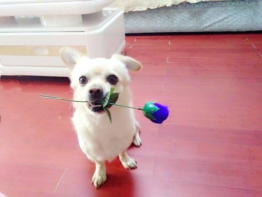 主人说我是世界上最好看的狗狗，（绝对吹牛！）主人说我拥有水晶般炯炯的眼睛（绝绝绝对是真的）