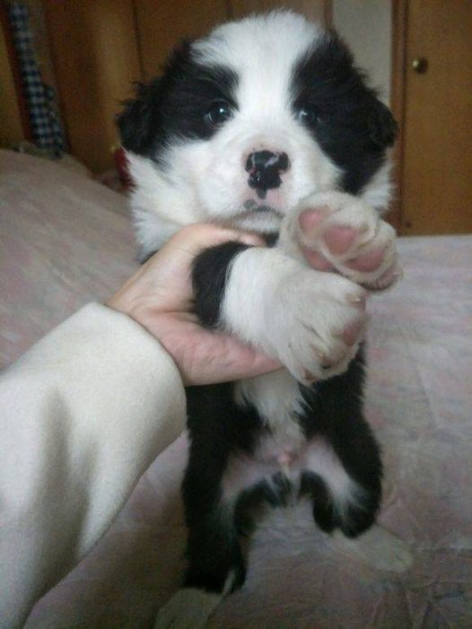 我家布丁从来不玩拖鞋 她在地下玩的时候 拖鞋挡着她 她会把拖鞋叼到床上