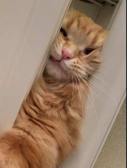 这么可爱的猫咪调皮捣蛋算什么，卖个萌就好了！