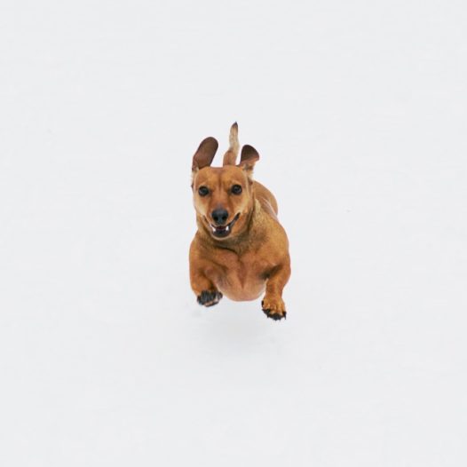 腊肠犬奔跑图片