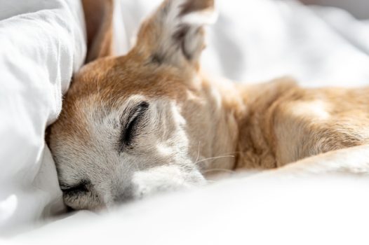 正在睡觉的宠物狗摄影图片